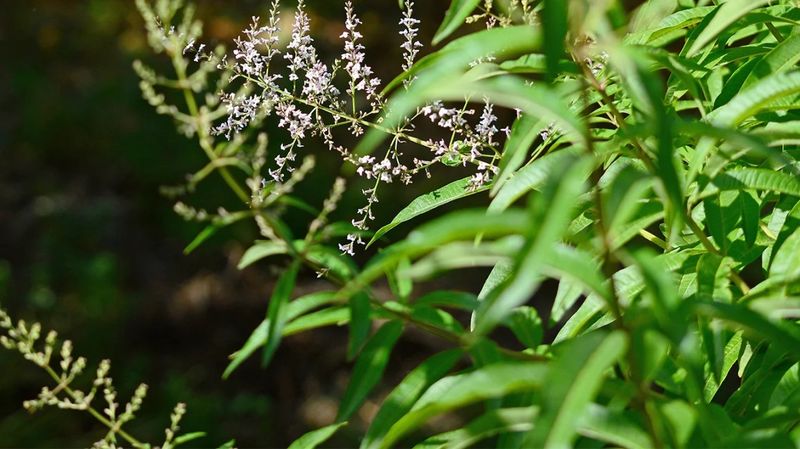 Lemon Verbena Keeps Growing Strong