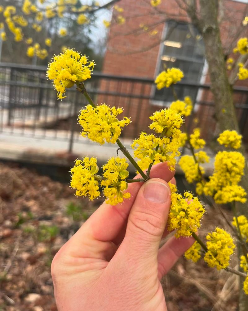 Cornelian Cherry Dogwood (Cornus mas)