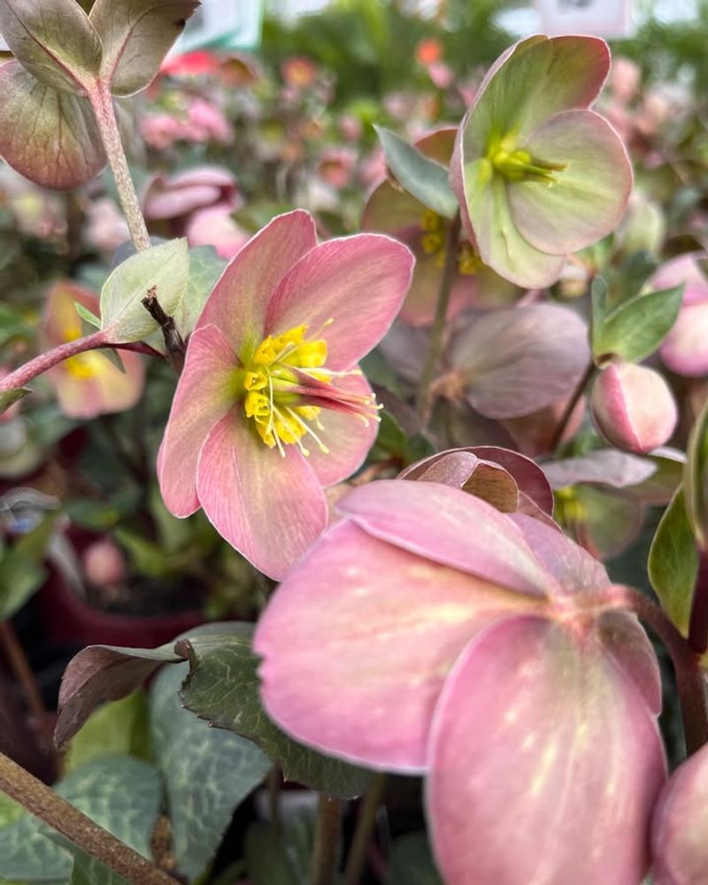 Lenten Rose
