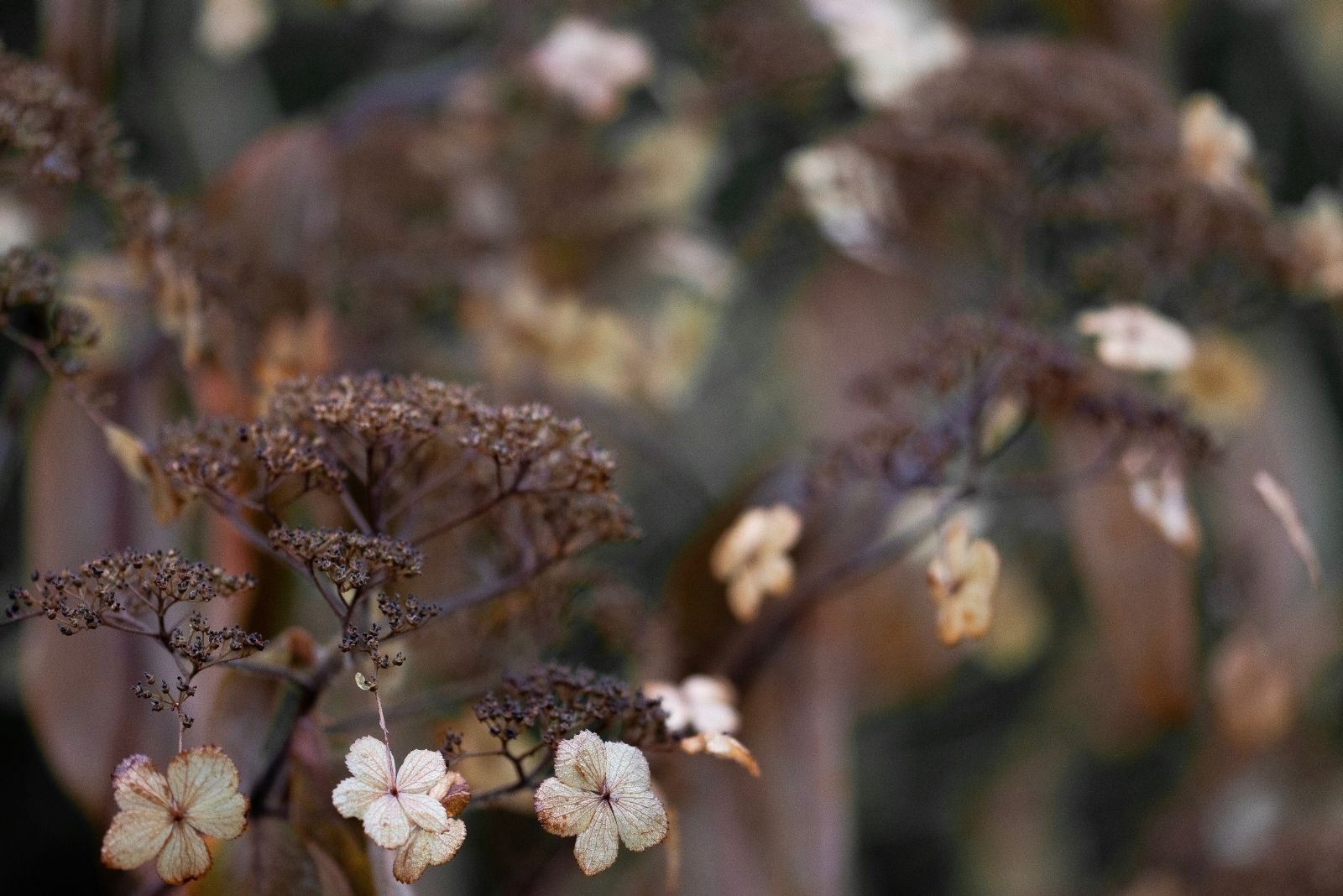 Maine Gardeners With Hydrangeas Must To Do This One Urgent Task In The Next Few Days