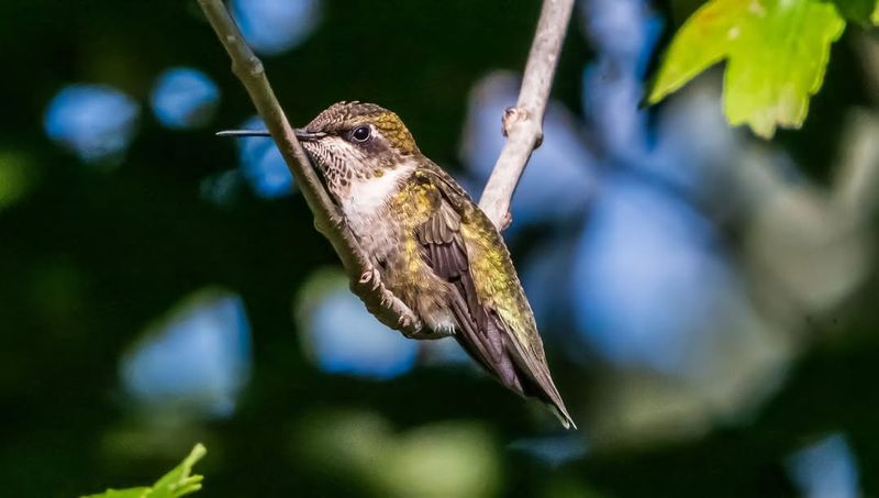 Check With Local Bird Experts