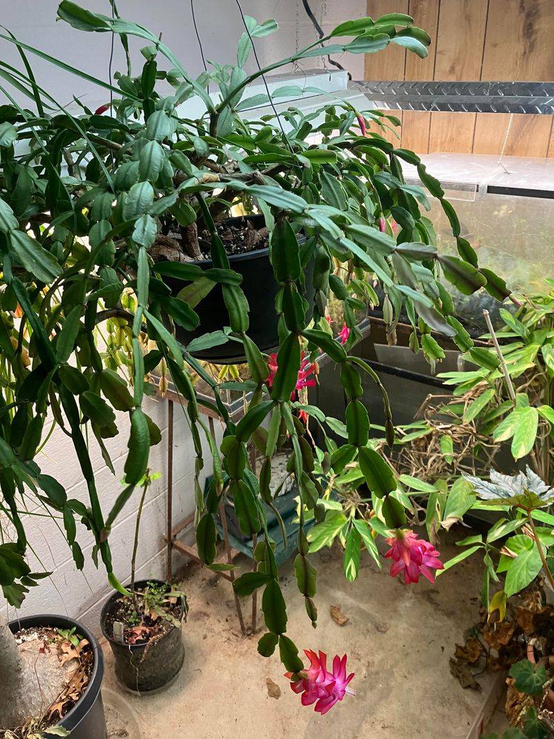 Keep The Plant In One Spot