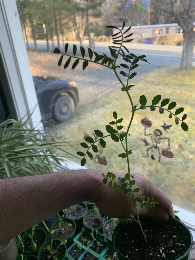 Water Carefully and Consistently