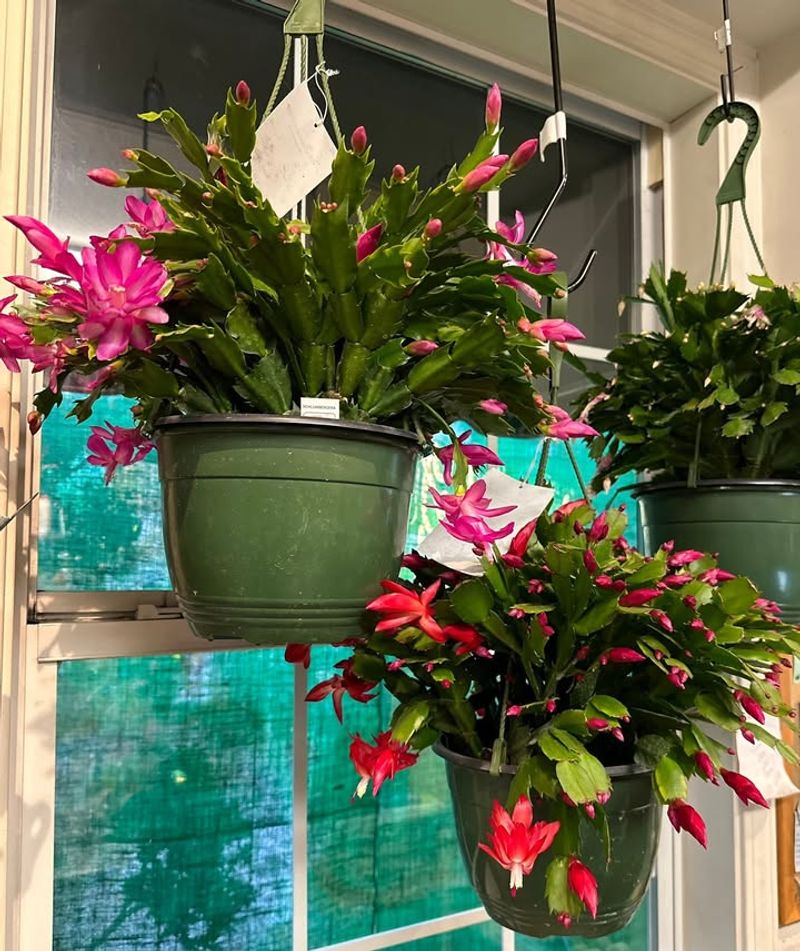 Use Well-Draining Soil Mix