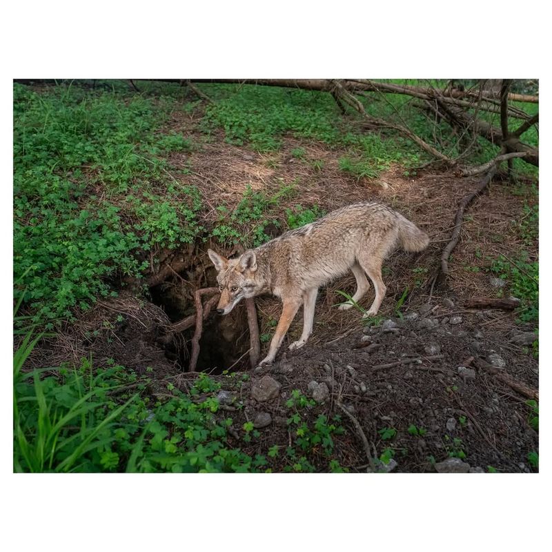 Back Away Slowly While Facing The Animal