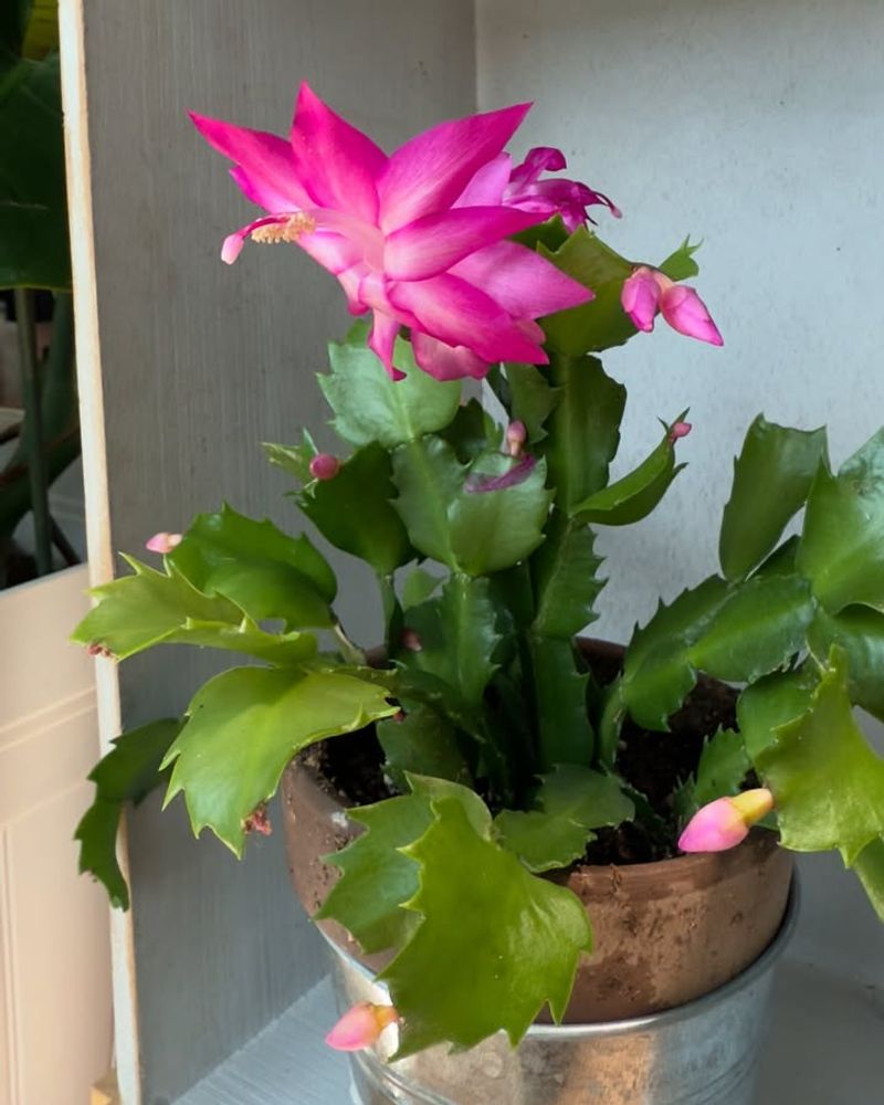 Boost Humidity Levels Naturally