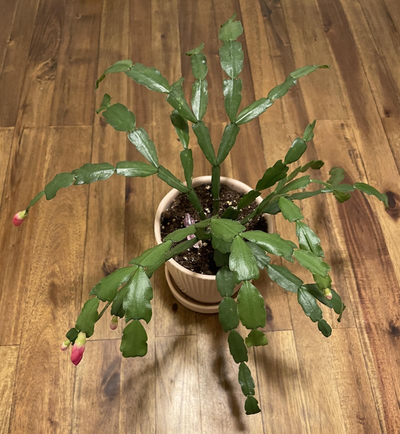 Prune And Shape In Early Summer