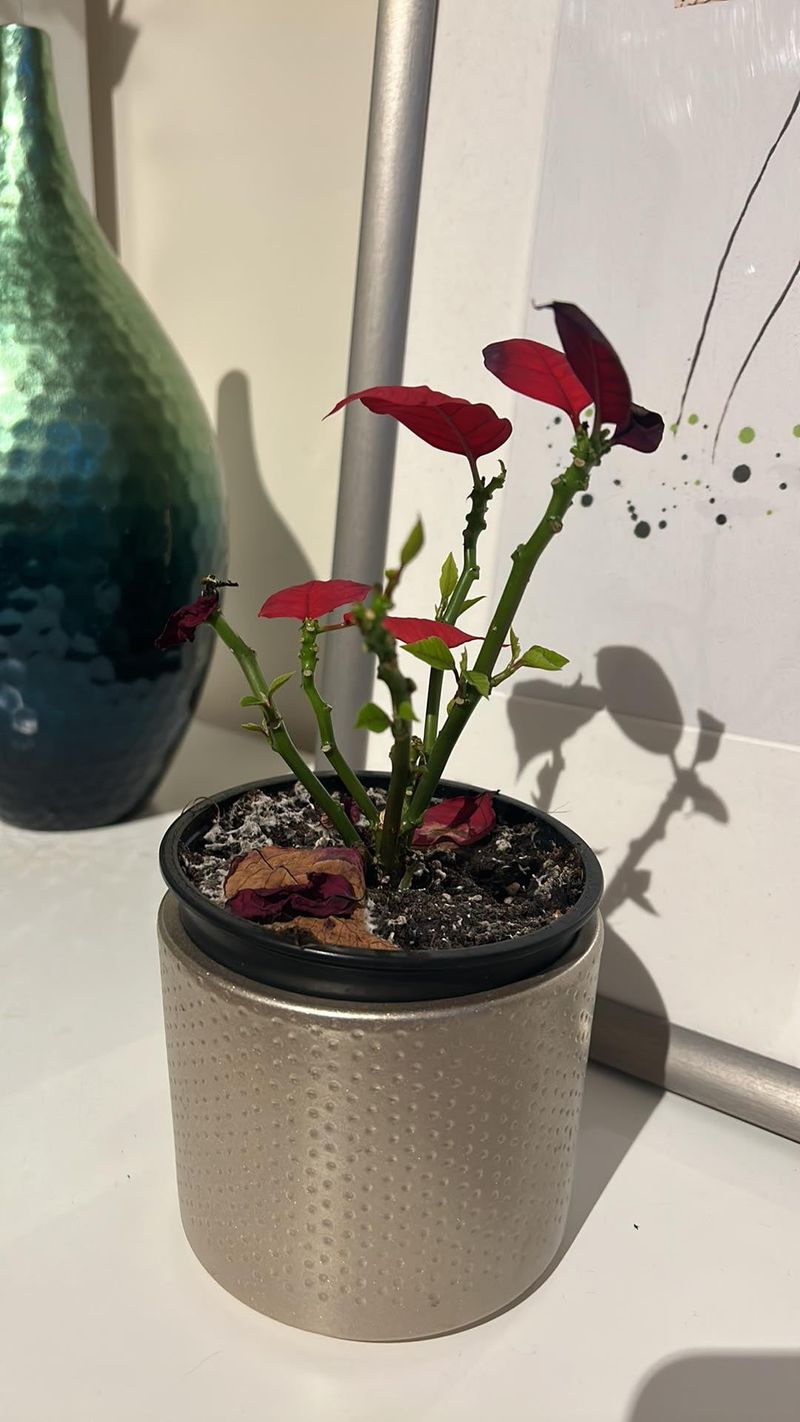 Trim Back Stems After Holiday Season Ends