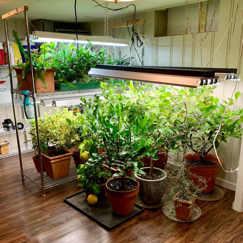 Protecting Container Plants Indoors