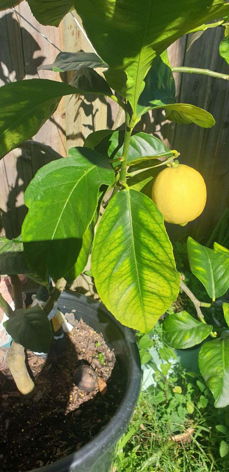 Boosts Photosynthesis Efficiency Early