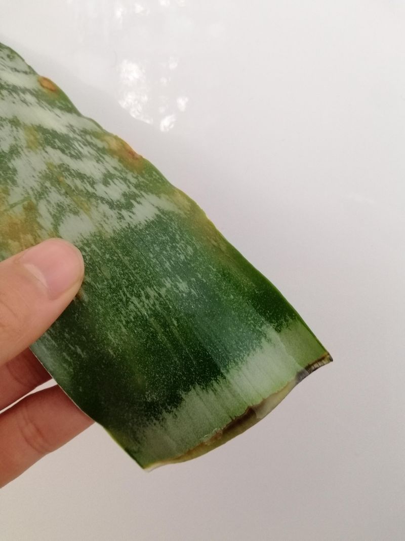 Allow Cuttings To Callus Over