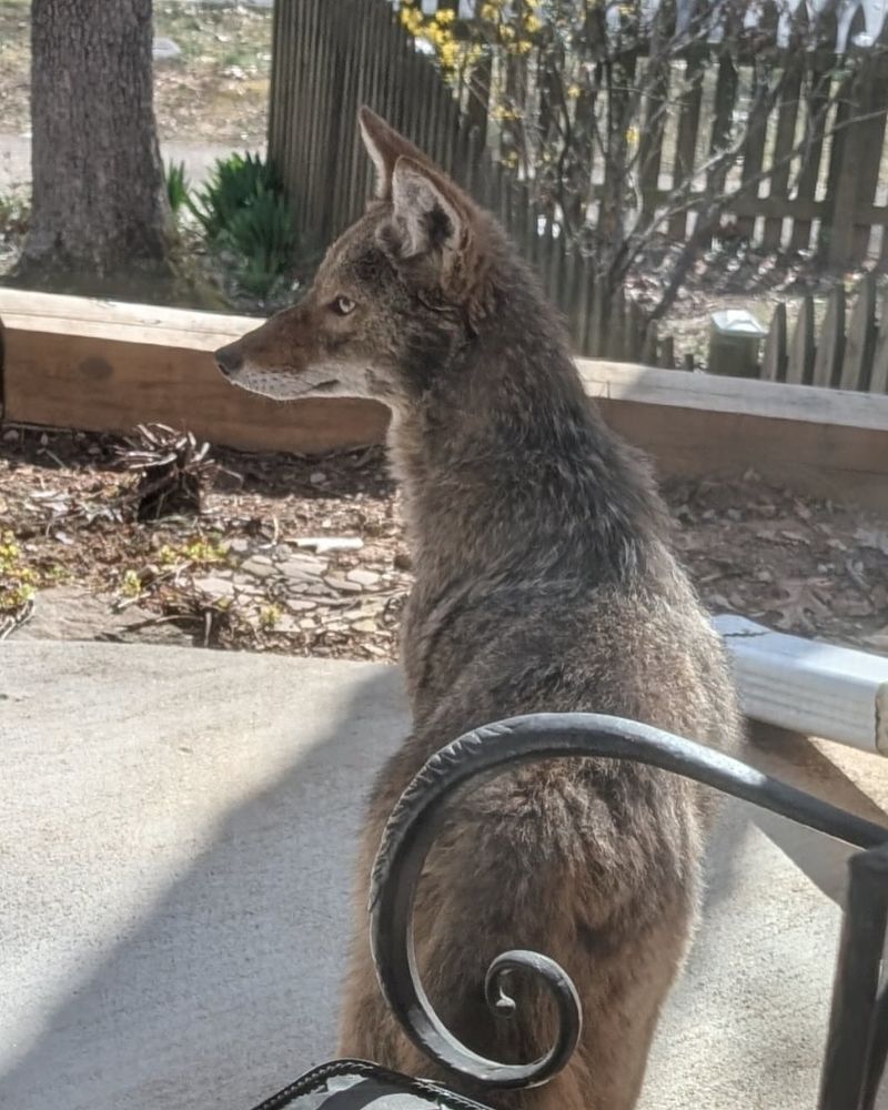 Throw Small Objects Near The Coyote