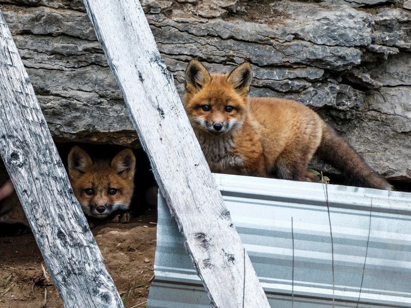 Protect Small Pets And Chickens