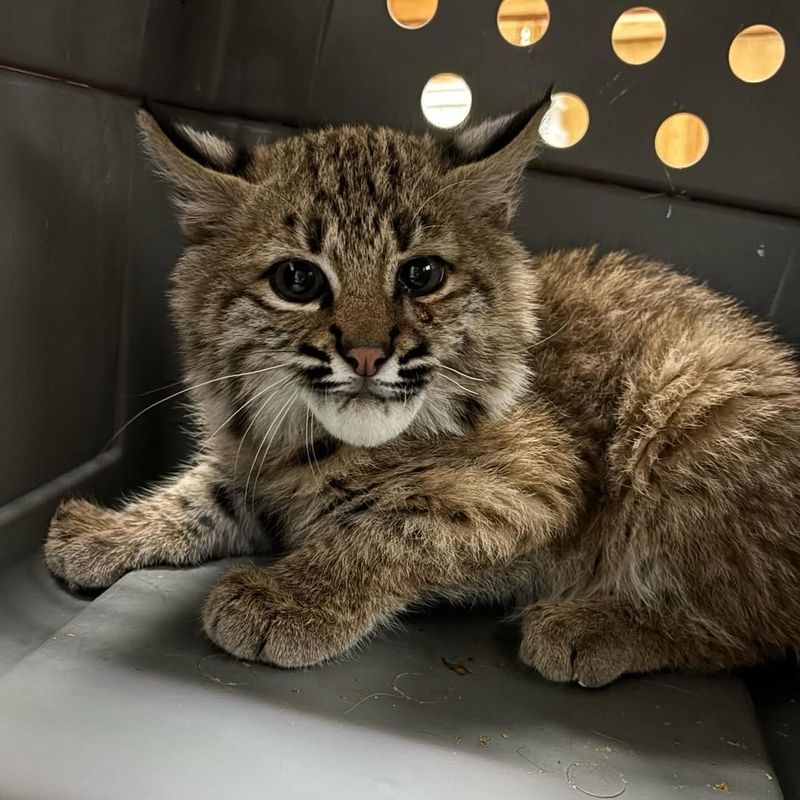 Contact Wildlife Control If Needed