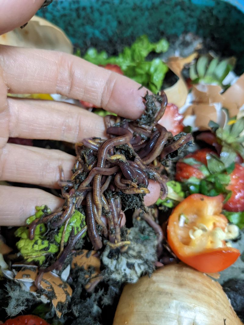 Start A Worm Composting Bin