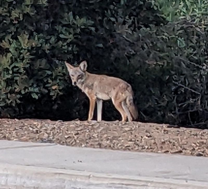 Use Loud Noises To Startle And Discourage It