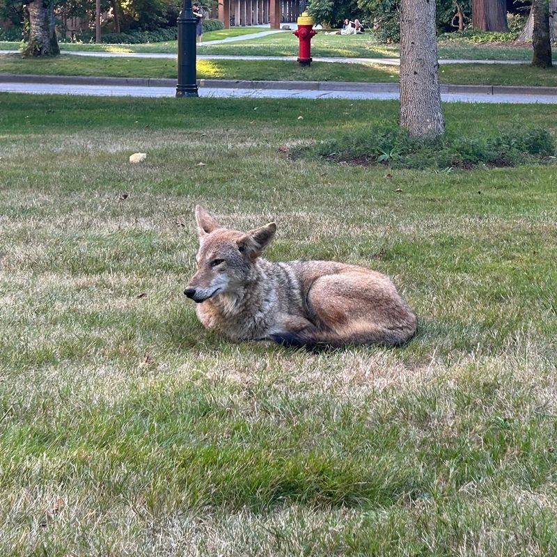 Use Loud Noises To Scare It Away