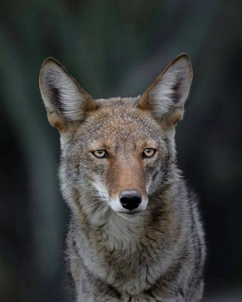 Use Loud Noises To Scare It Away