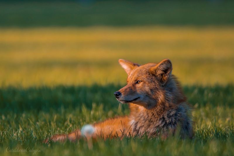 Make Loud Noises to Scare It Away