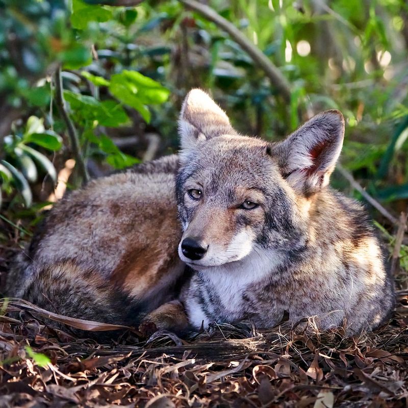 Create Loud Noises to Startle the Animal