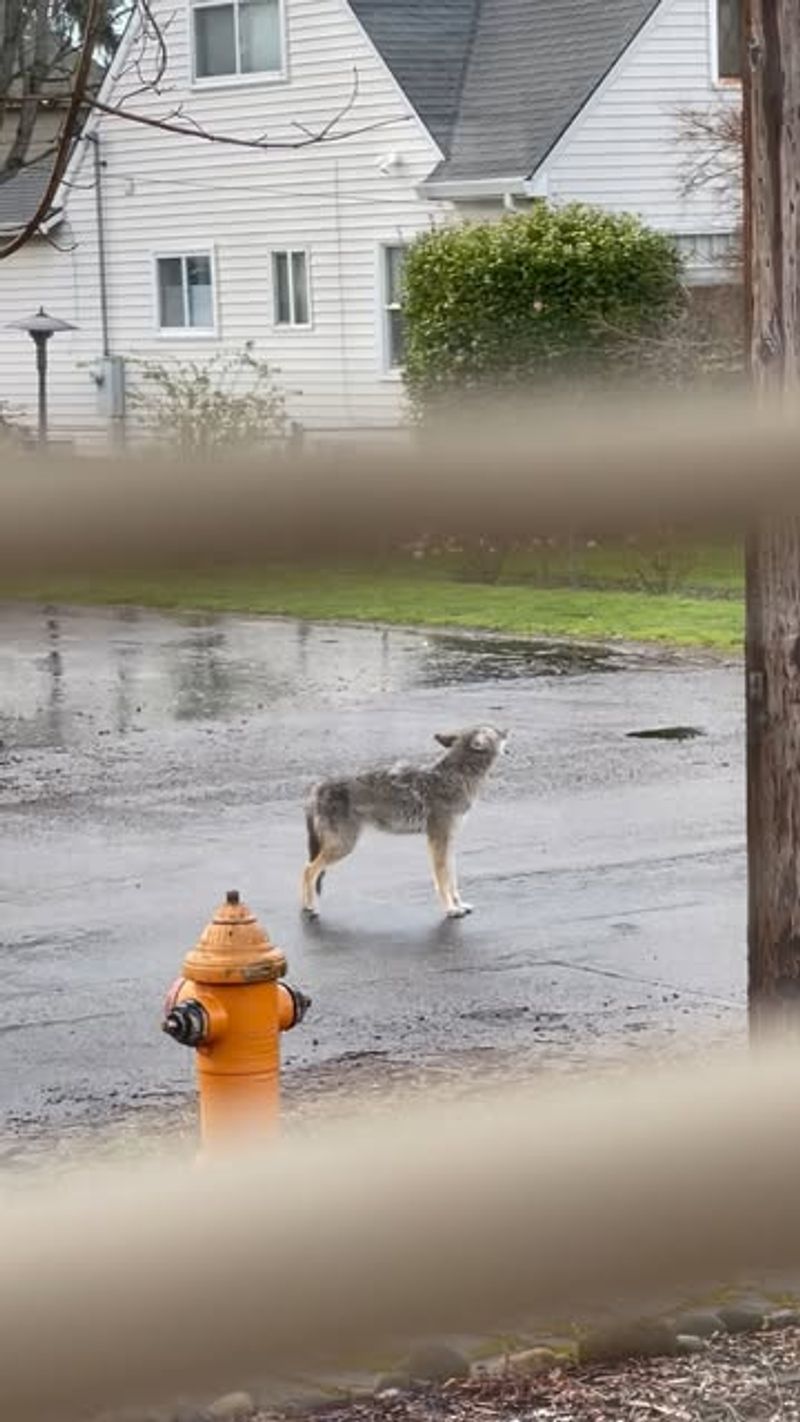 Create Loud Noises to Scare It Away