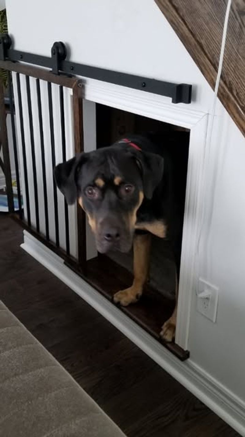 Secure Your Pets and Small Children