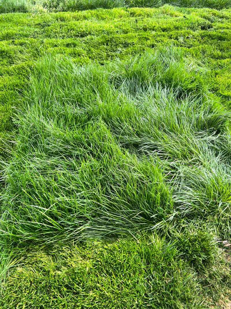 Encourages Thicker Grass Growth Next Season