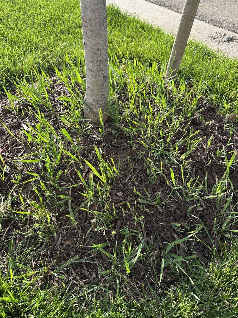 Encourages Deeper Root Growth