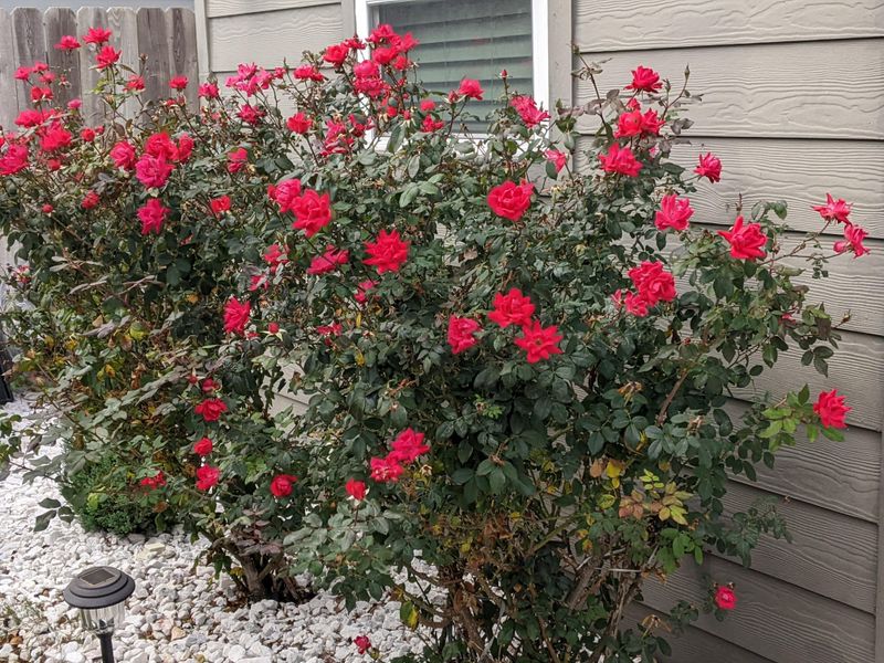 Pruning During Warm Winter Spells