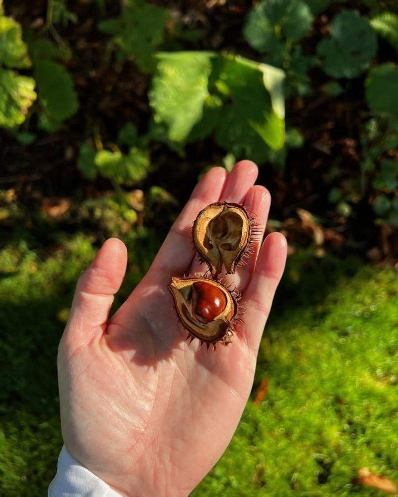 Horse Chestnut
