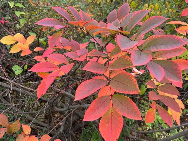 Poison Sumac Tree