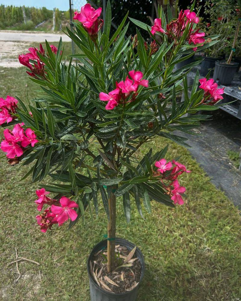 Oleander