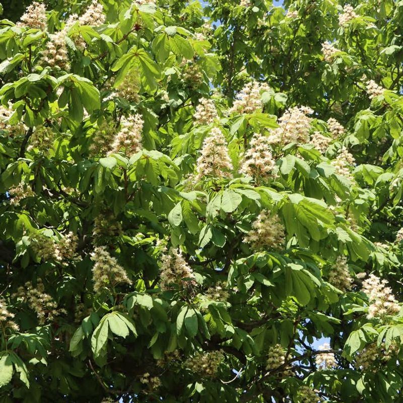 Horse Chestnut