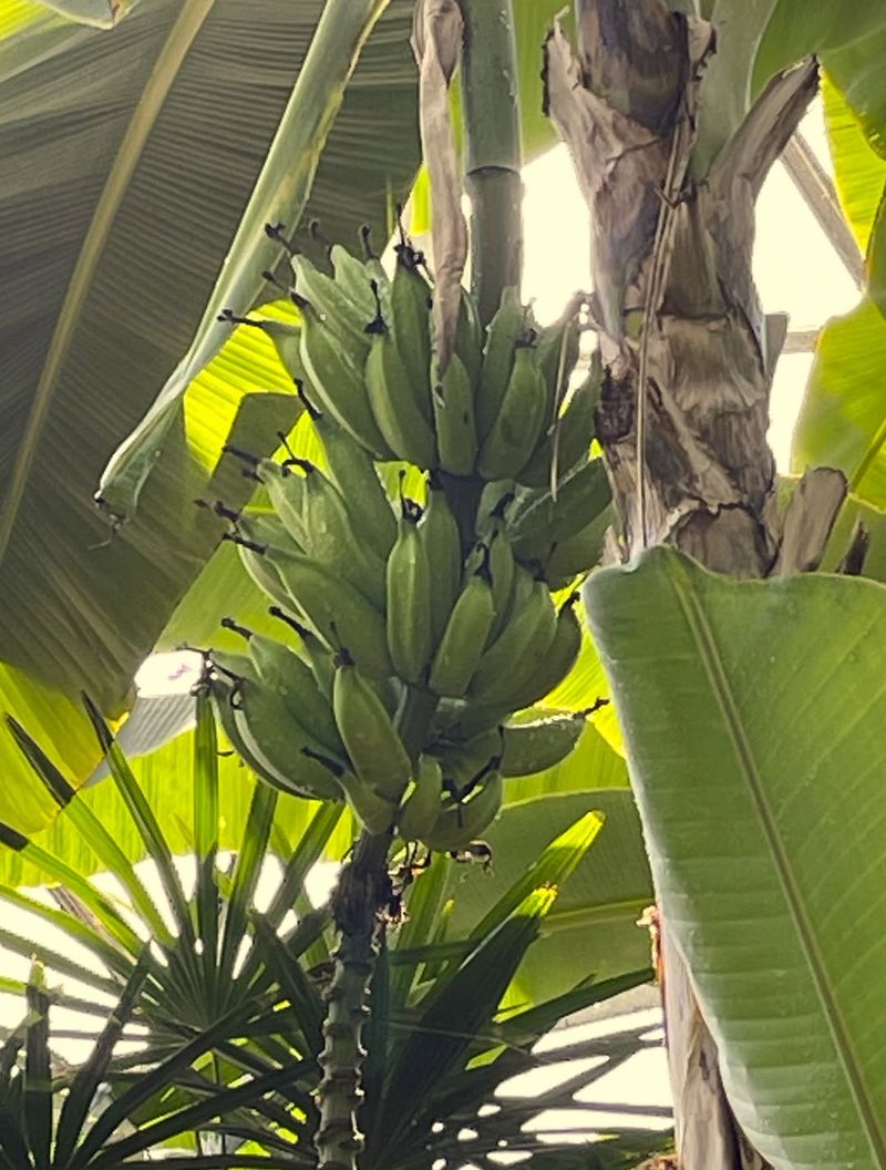 Banana Trees