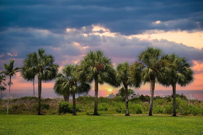Sabal Palm (Cabbage Palm)