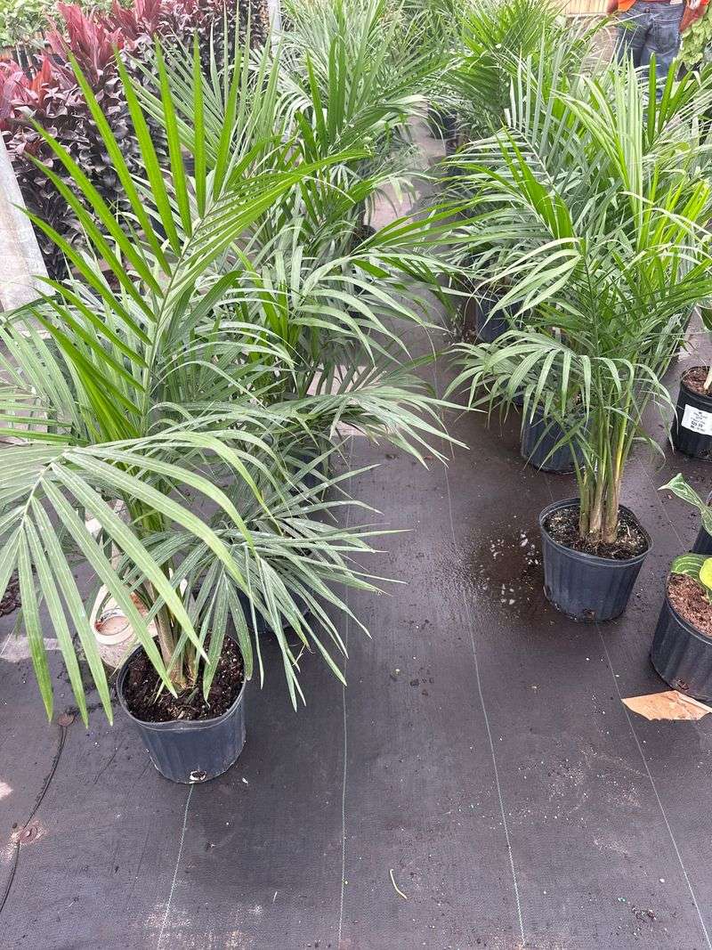 The Plant Stand Of Arizona