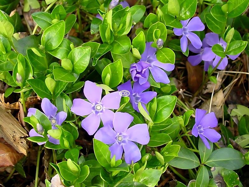Vinca: Glossy Leaves And Flowers That Never Stop
