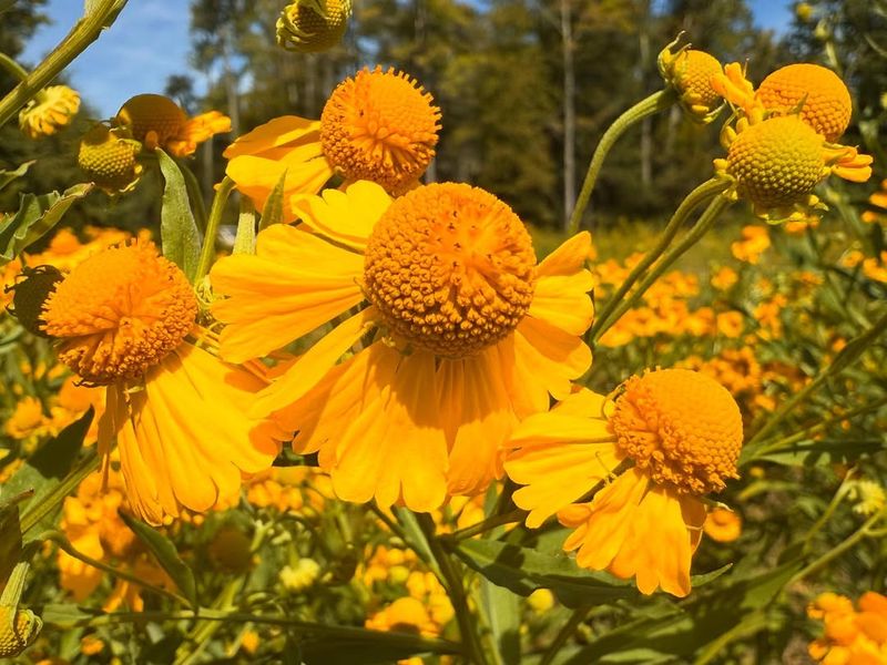 Sneezeweed