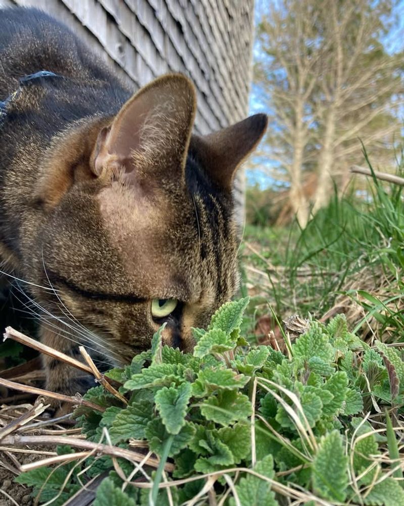 Catnip