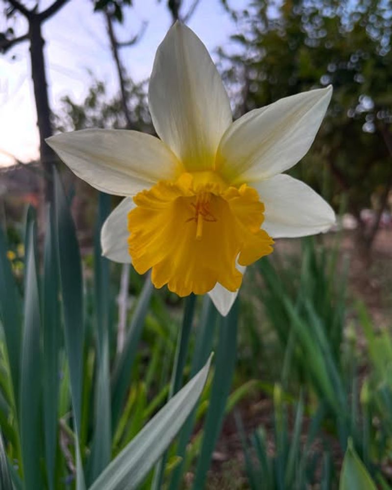 Daffodils
