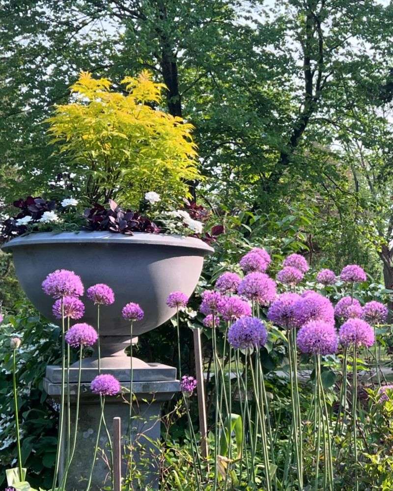 Alliums
