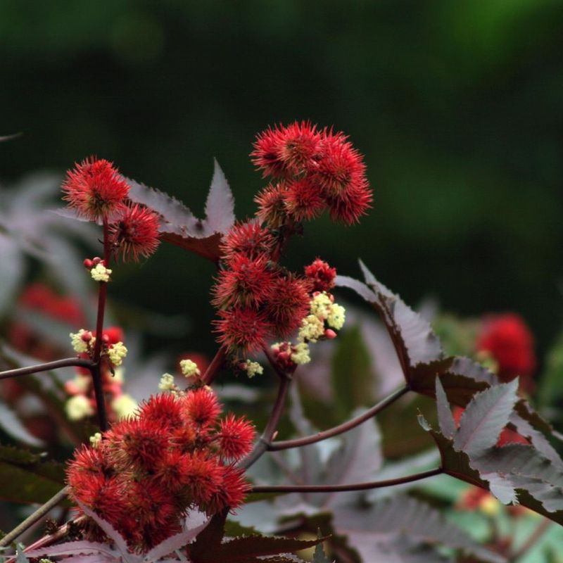 Castor Bean Plant