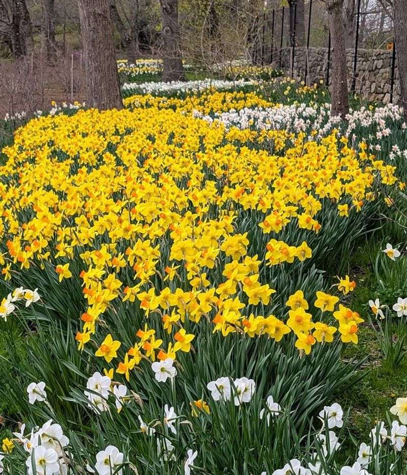 Daffodils
