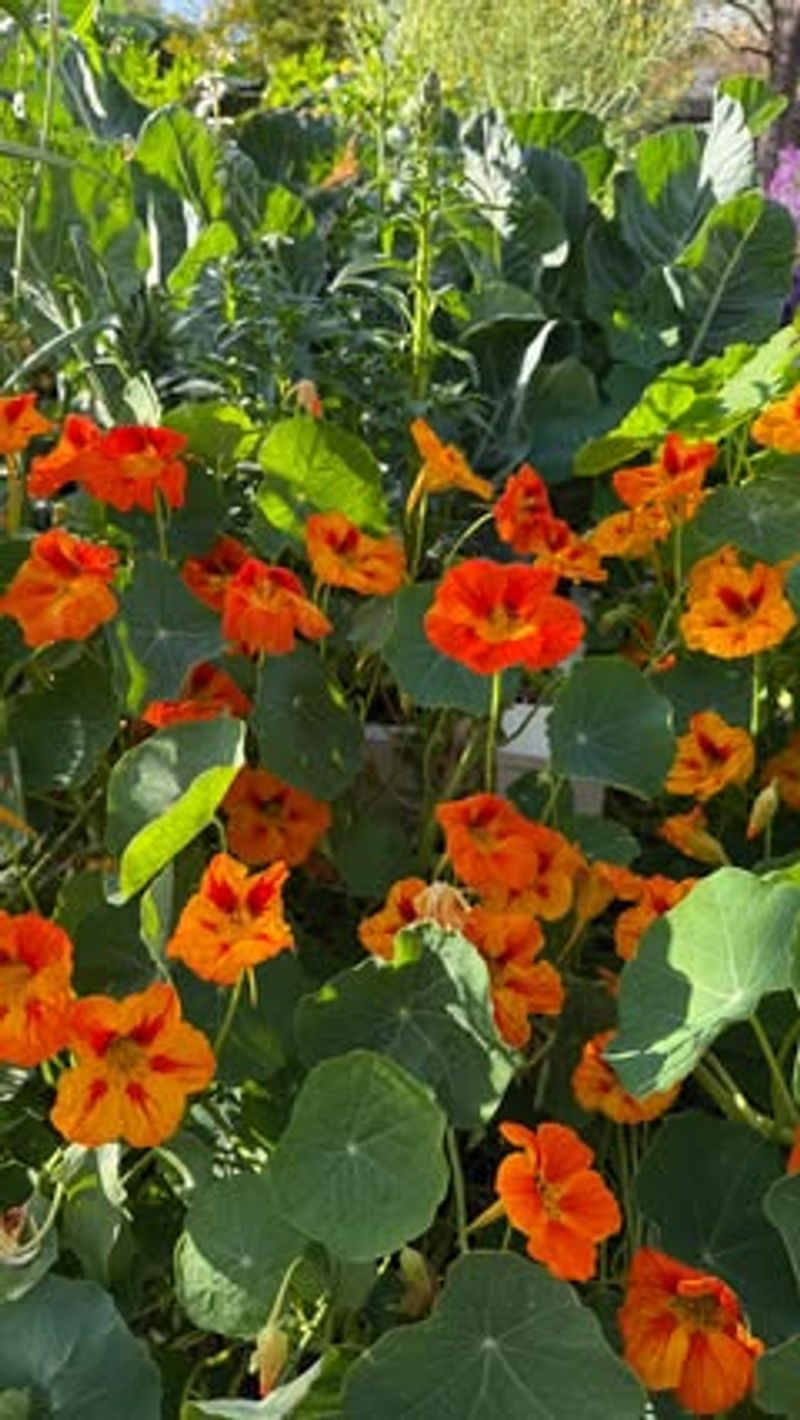 Nasturtiums