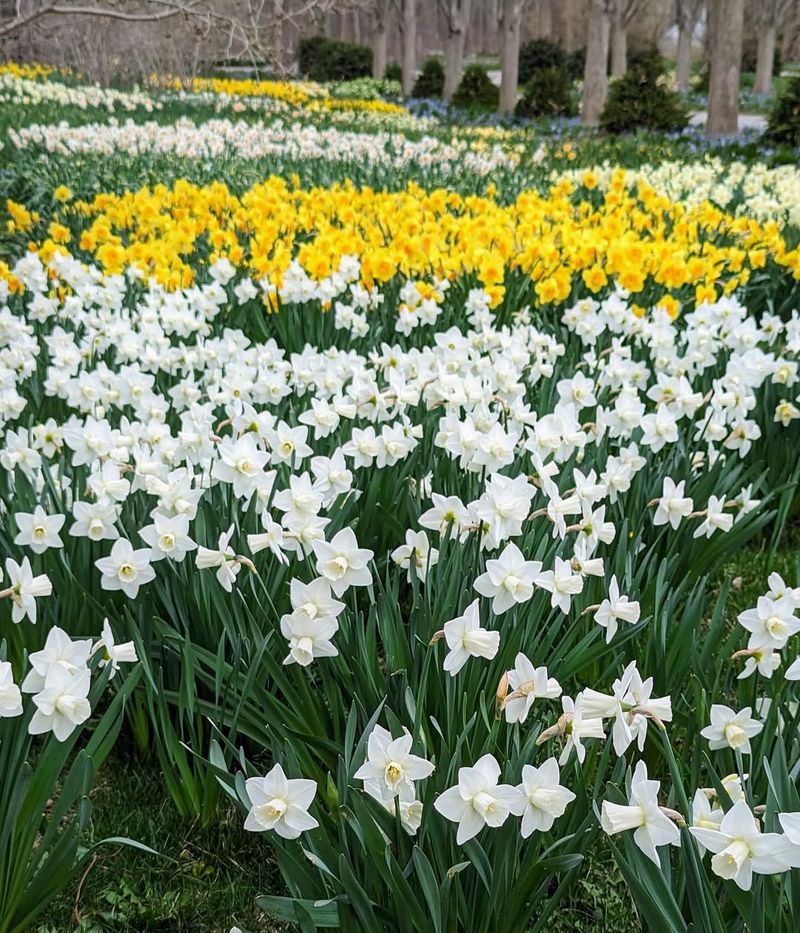 Daffodils