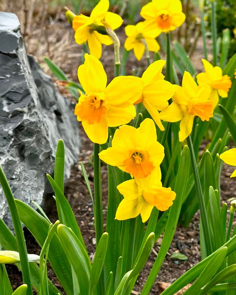 Daffodils