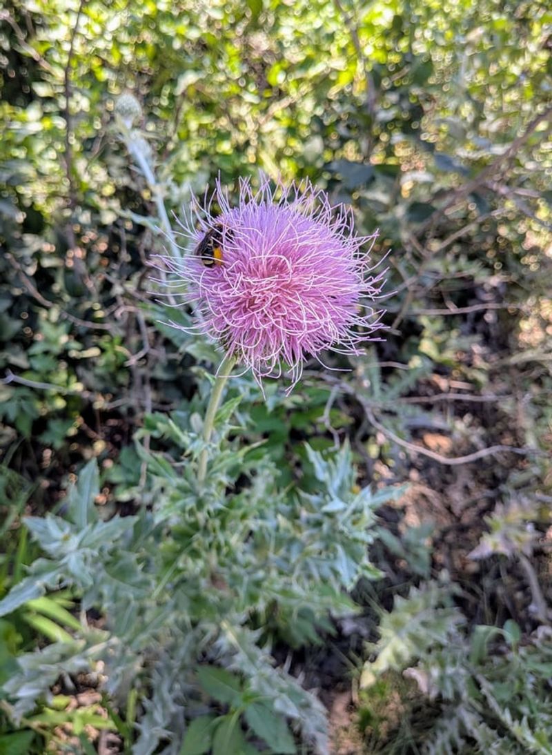 Musk Thistle
