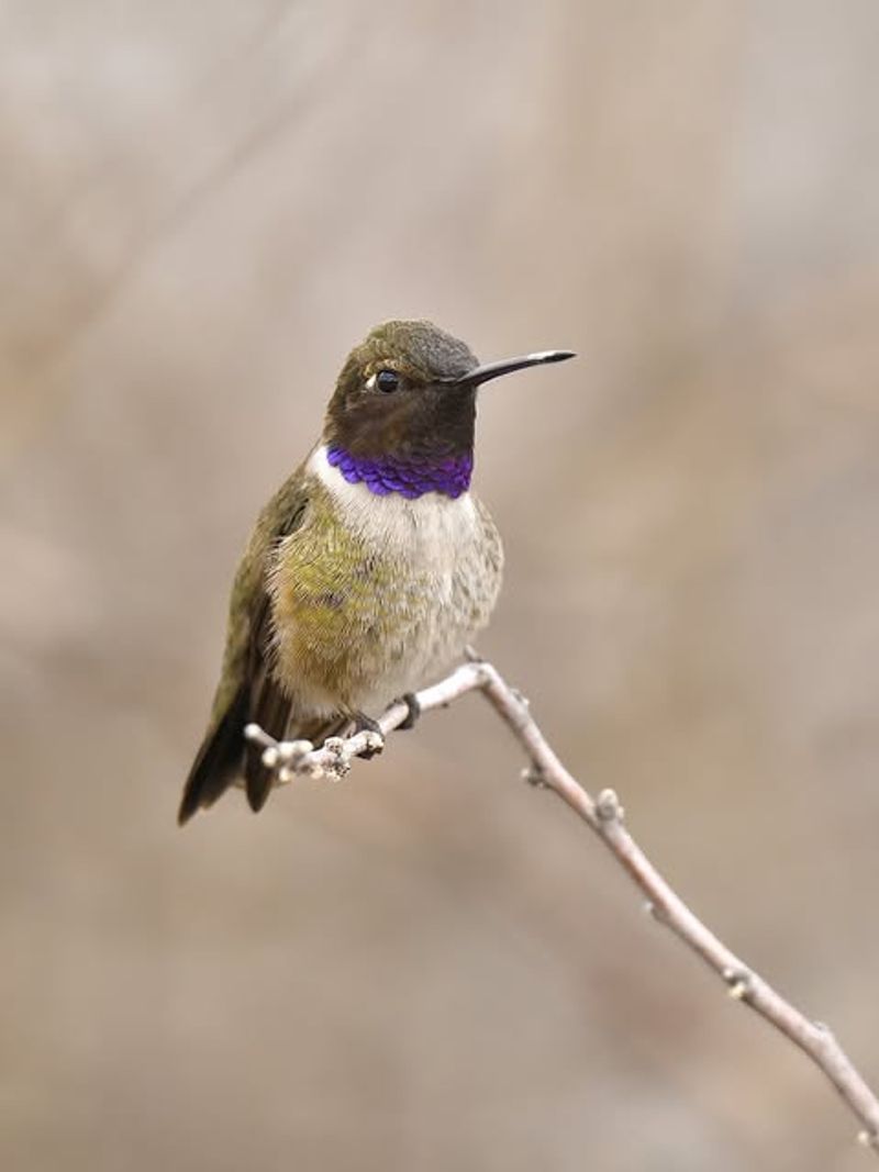 Consider Year-Round Feeding In Southern Indiana
