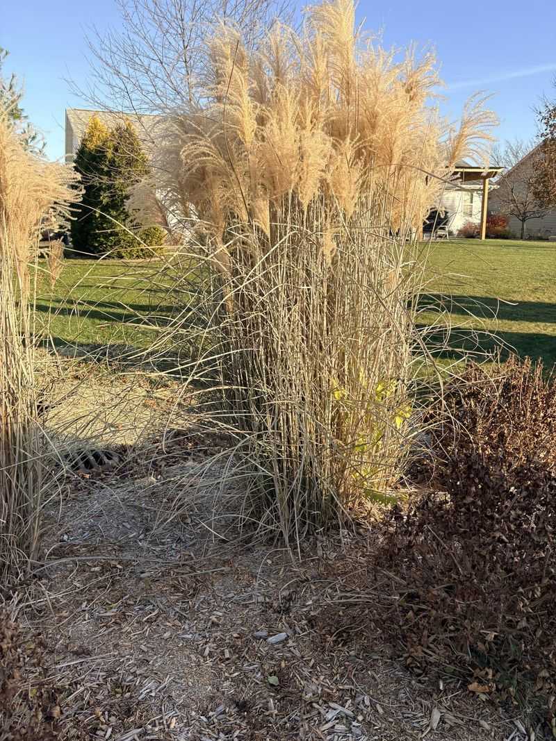 Encourages Stronger Spring Regrowth