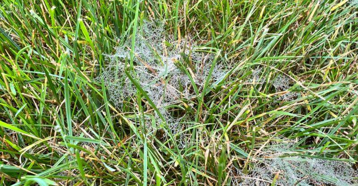 Maryland Homeowners Report Early Winter Lawn Fungus – What You Can Do Now